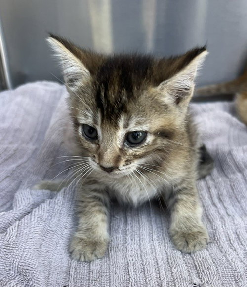 picture of the cat needing adoption