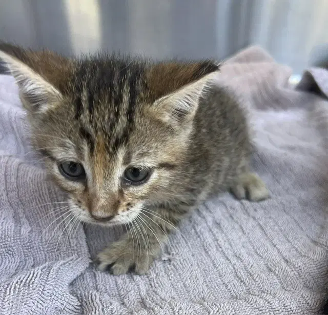 Aphrodite - Domestic Short Hair