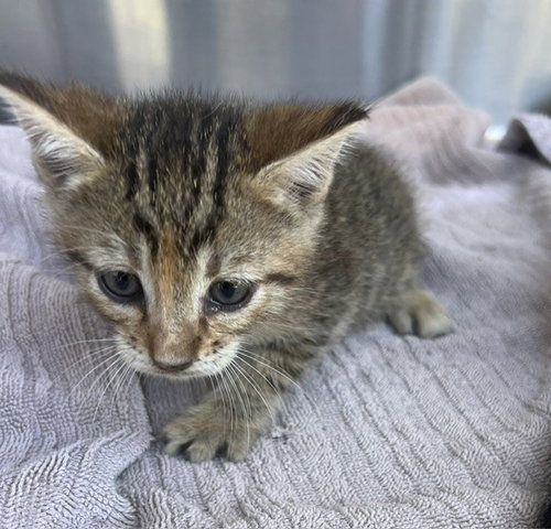 picture of the cat needing adoption
