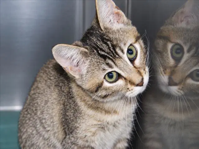 Aphrodite - Domestic Short Hair