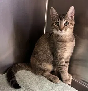 Aphrodite - Domestic Short Hair