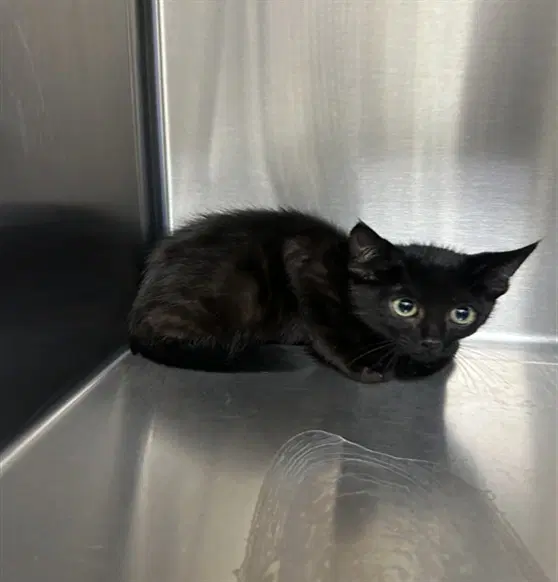 Bean - Domestic Short Hair