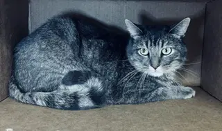 Percy - Domestic Short Hair