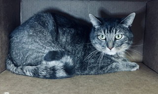 PERCY, a cat for adoption from City of Norco Animal Control Division