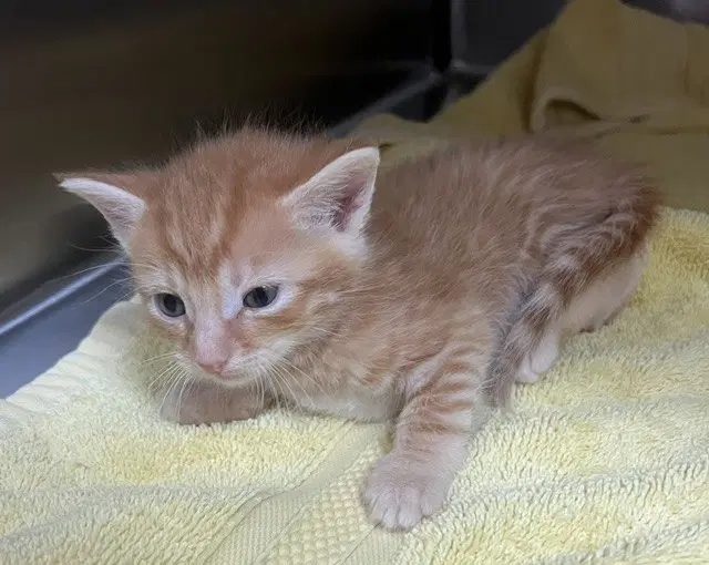 Corn Flakes - Domestic Short Hair