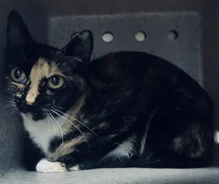 Peaches - Domestic Short Hair