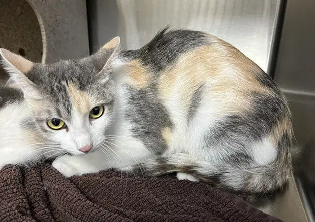 Erie - Domestic Short Hair