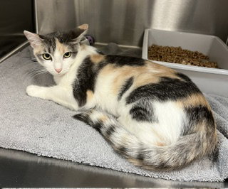 *ERIE, a cat for adoption from City of Norco Animal Control Division