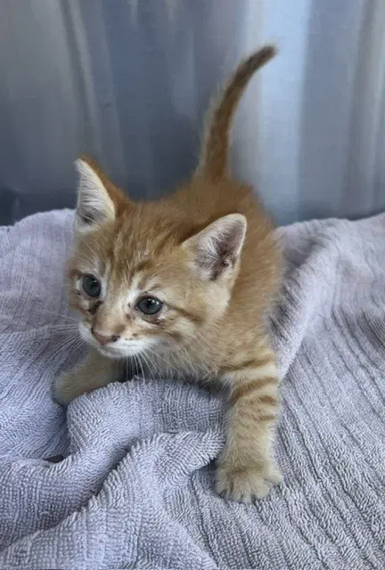 Hera - Domestic Short Hair