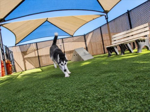 *SAGE, a dog for adoption from City of Norco Animal Control Division