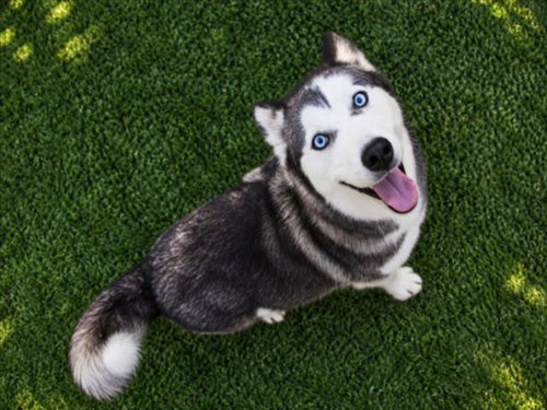 *PARKER, a dog for adoption from City of Norco Animal Control Division