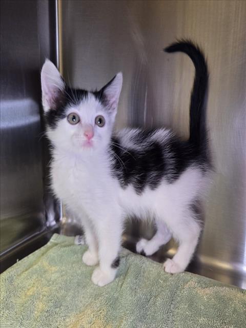 *BANDITO, a cat for adoption from City of Norco Animal Control Division