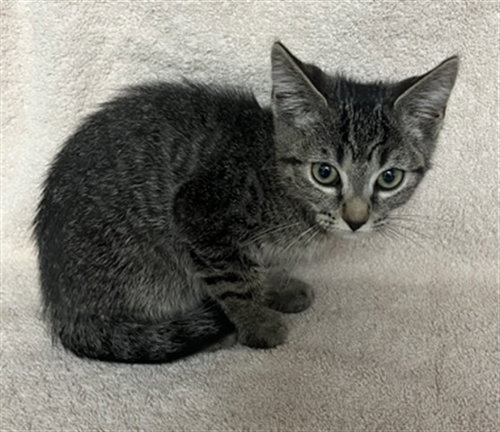 *MAUI, a cat for adoption from City of Norco Animal Control Division