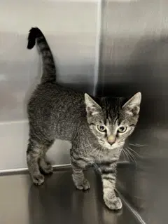 Maui - Domestic Short Hair