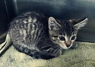 *TAMATOA, a cat for adoption from City of Norco Animal Control Division