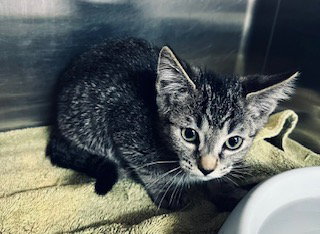 *Te Fiti, Domestic Short Hair