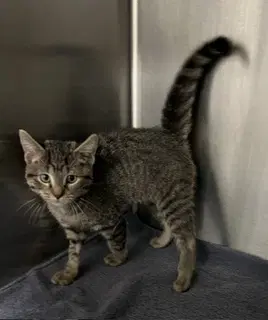 Te Fiti - Domestic Short Hair