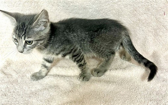 *Simea, Domestic Short Hair
