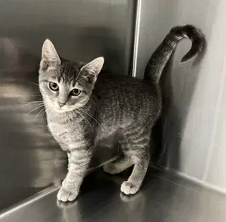 Simea - Domestic Short Hair