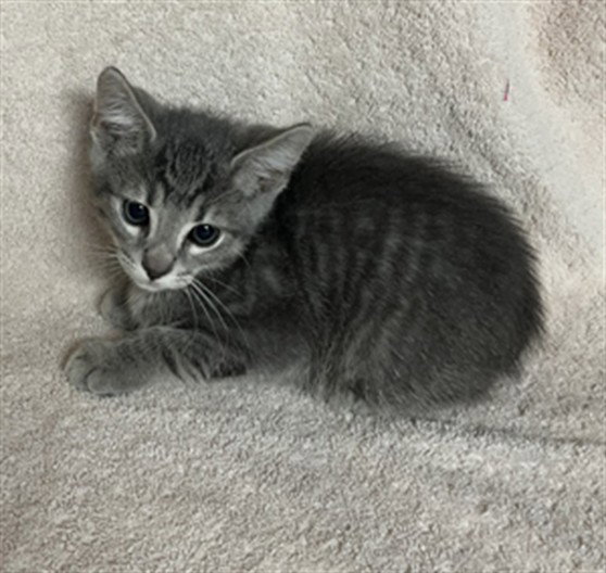 *Pua, Domestic Short Hair