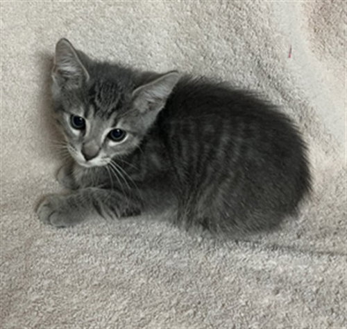 *PUA, a cat for adoption from City of Norco Animal Control Division