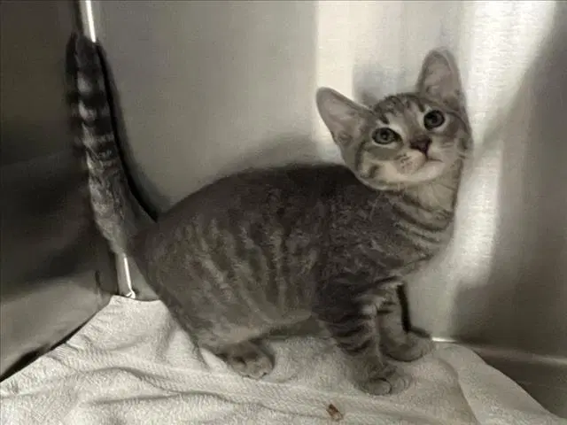 Pua - Domestic Short Hair