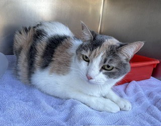 Grace, Domestic Short Hair