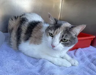 Grace - Domestic Short Hair