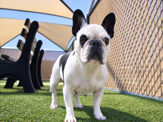 *Dottie, French Bulldog