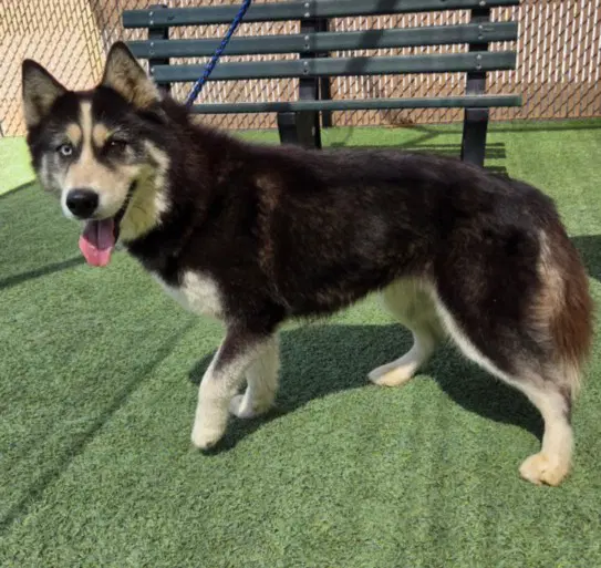 Anastasia - Siberian Husky