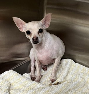 *FIESTY, a dog for adoption from City of Norco Animal Control Division