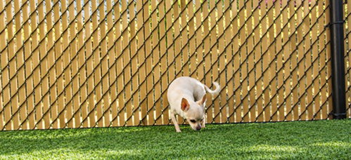 Fiesty, Chihuahua (medium coat)