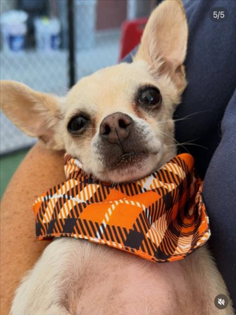 Fiesty, Chihuahua (medium coat)