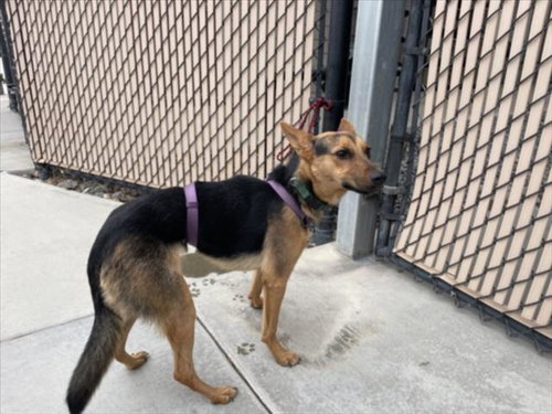 LOLA, a dog for adoption from City of Norco Animal Control Division