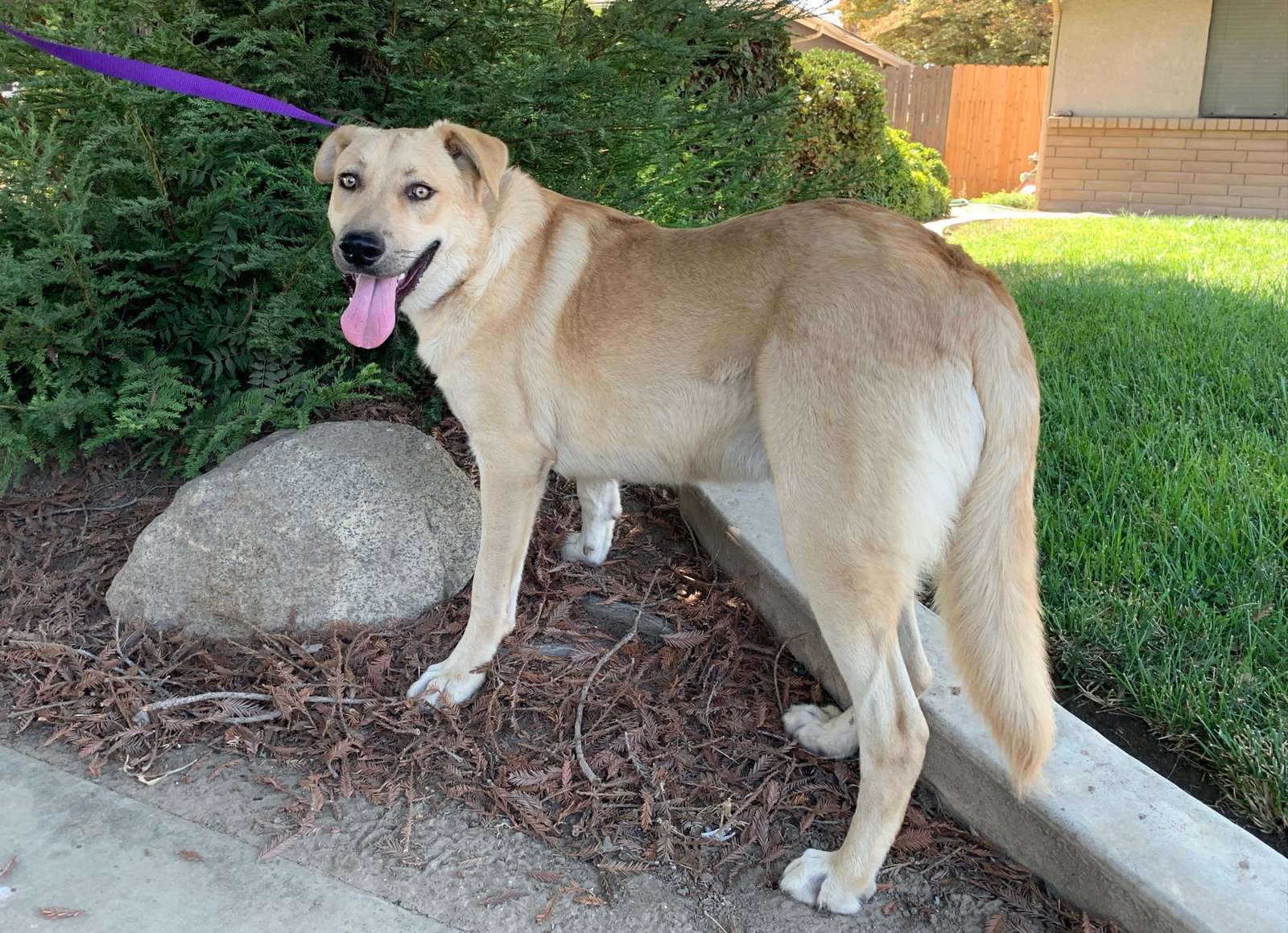 Dog for Adoption Woodie, a Labrador Retriever in Reedley, CA Alpha Paw