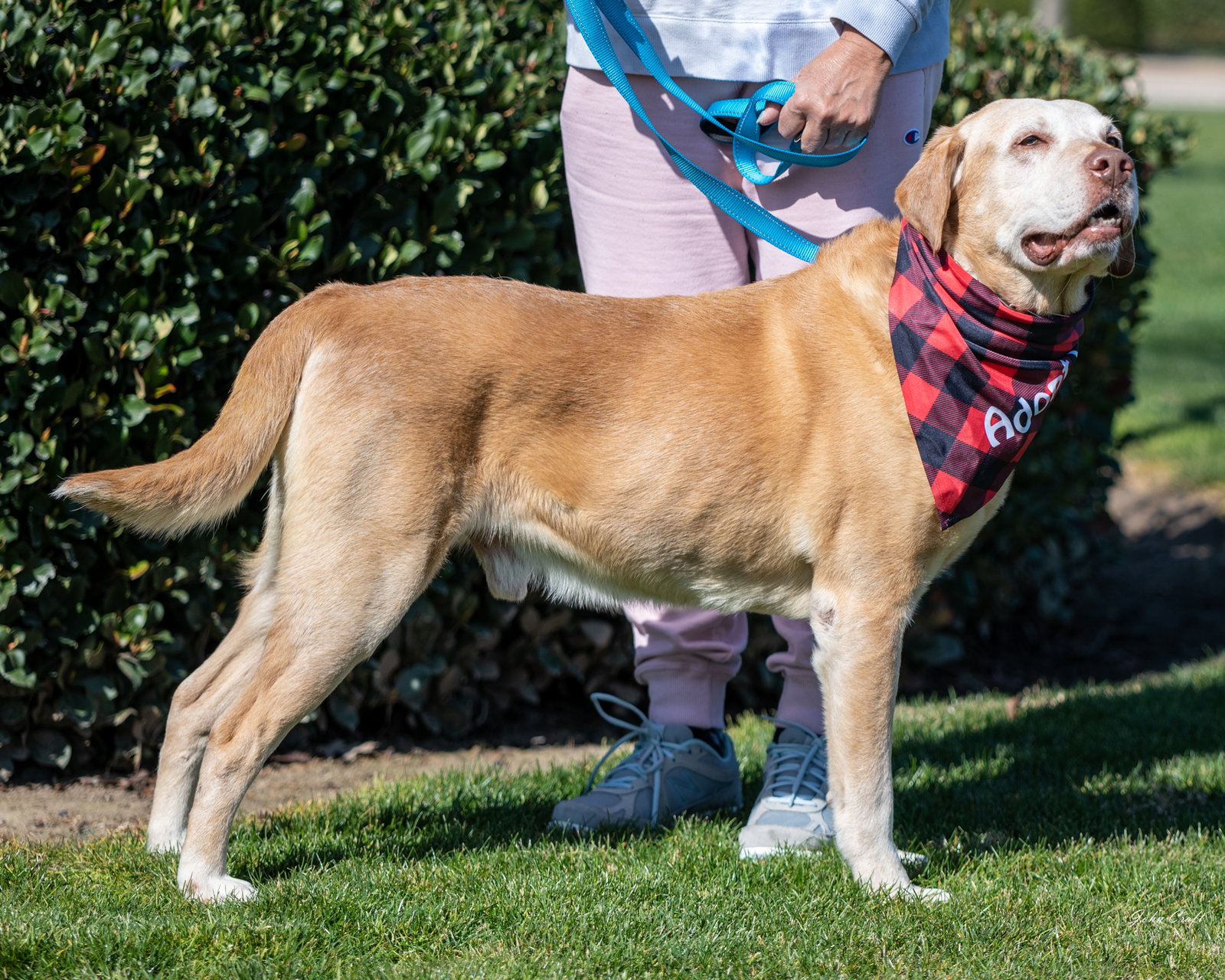 Dog for Adoption Aspen, a Labrador Retriever in Lemoore, CA Alpha Paw