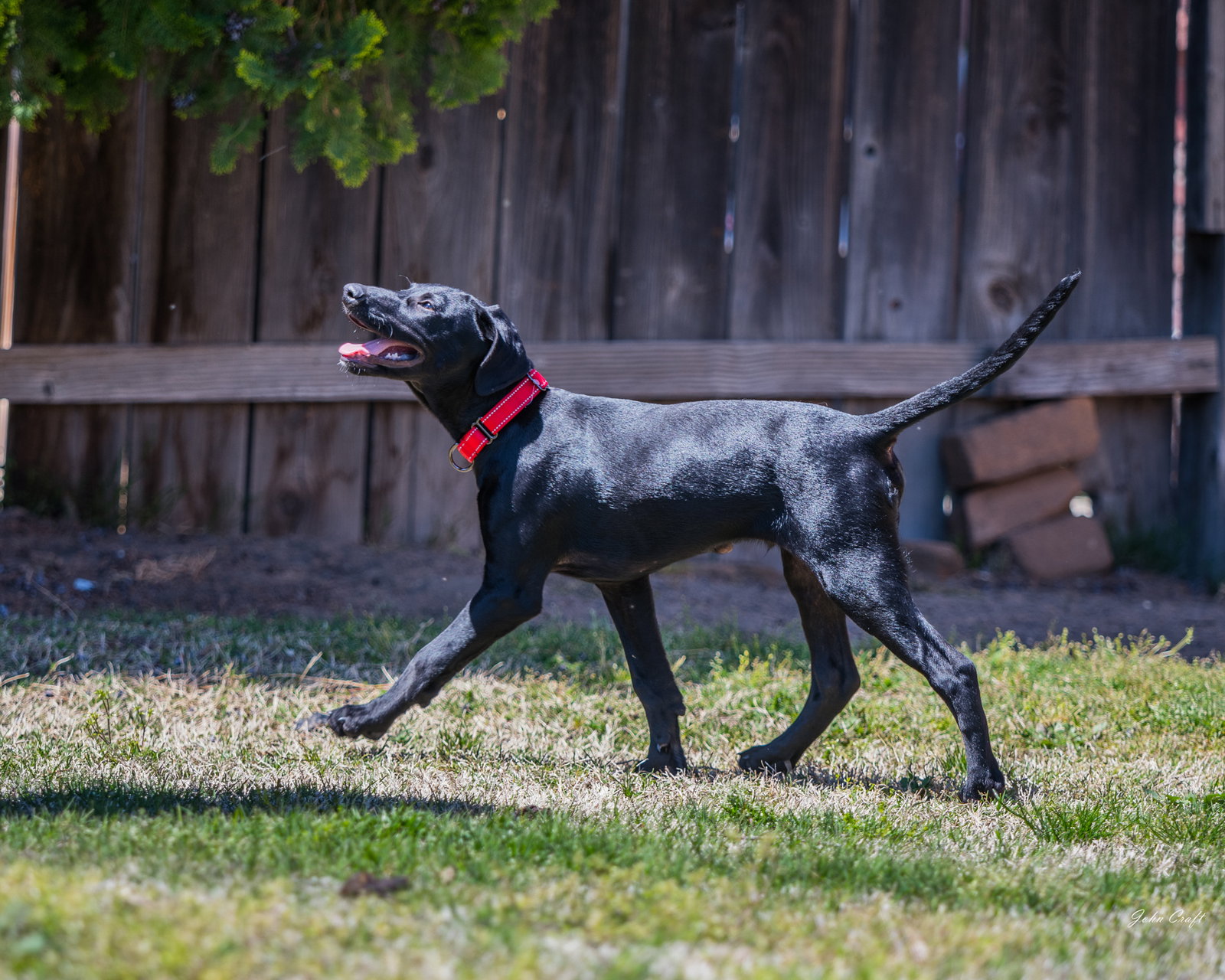 Dog for Adoption Onyx, a Labrador Retriever in Lemoore, CA Alpha Paw