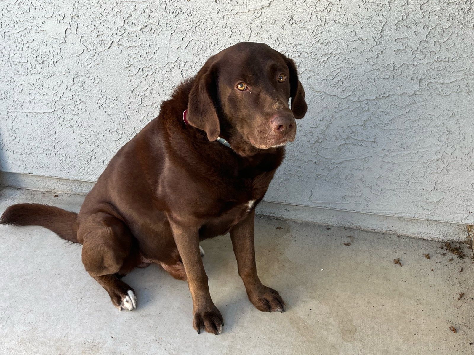 Dog for Adoption Jabba, a Labrador Retriever in Chowchilla, CA