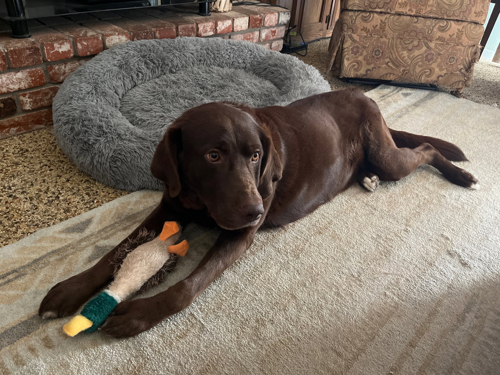 Dog for Adoption Jabba, a Labrador Retriever in Chowchilla, CA