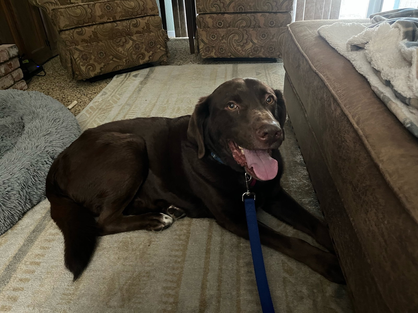 Dog for Adoption Jabba, a Labrador Retriever in Chowchilla, CA
