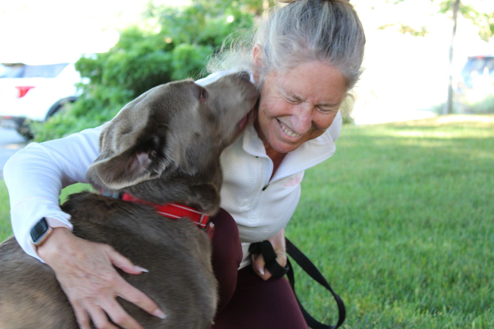 Dog For Adoption - Misty, A Labrador Retriever In Exeter, CA | Alpha Paw