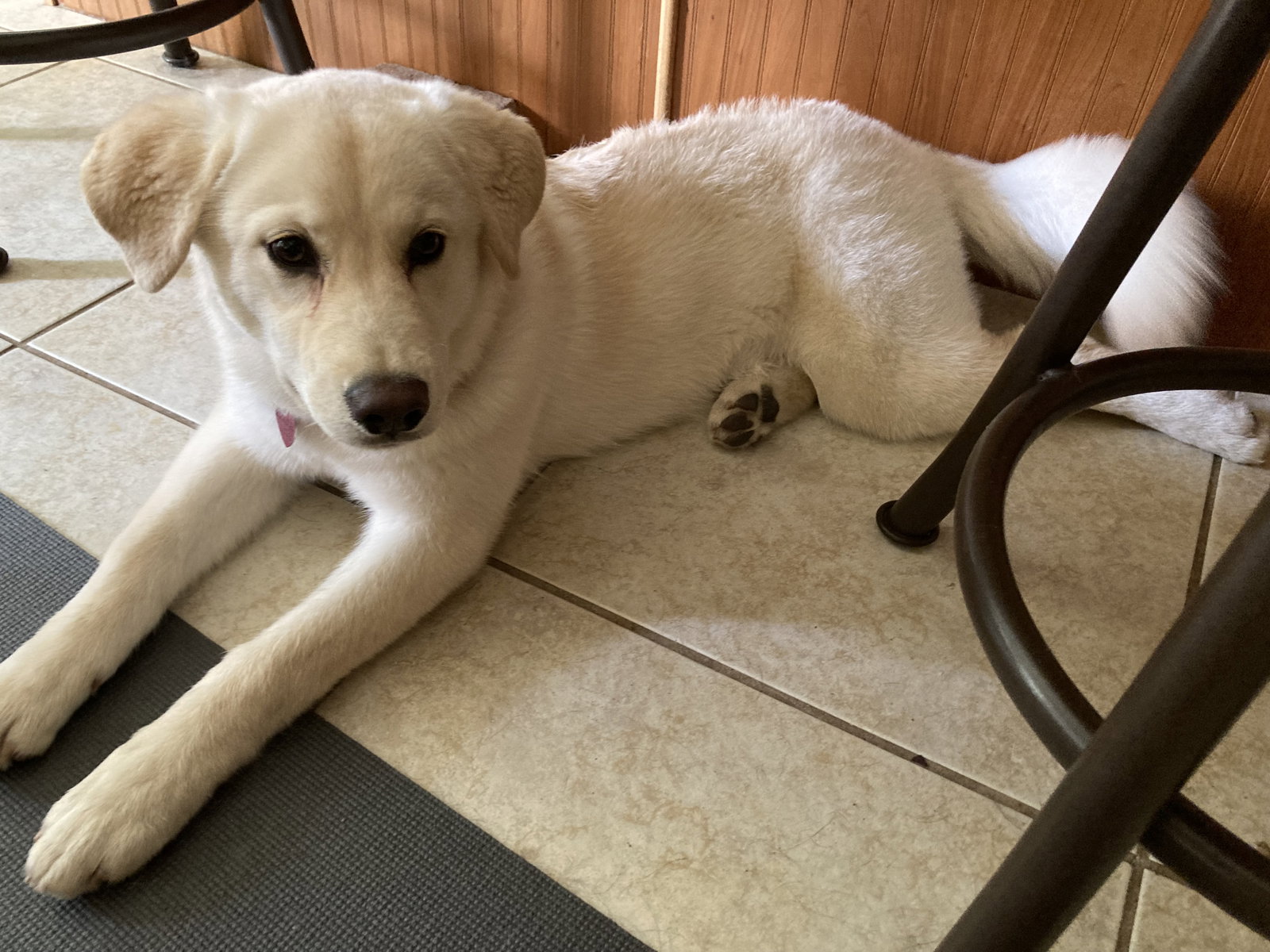 Dog for Adoption Carol, a Labrador Retriever in Lemoore, CA Alpha Paw