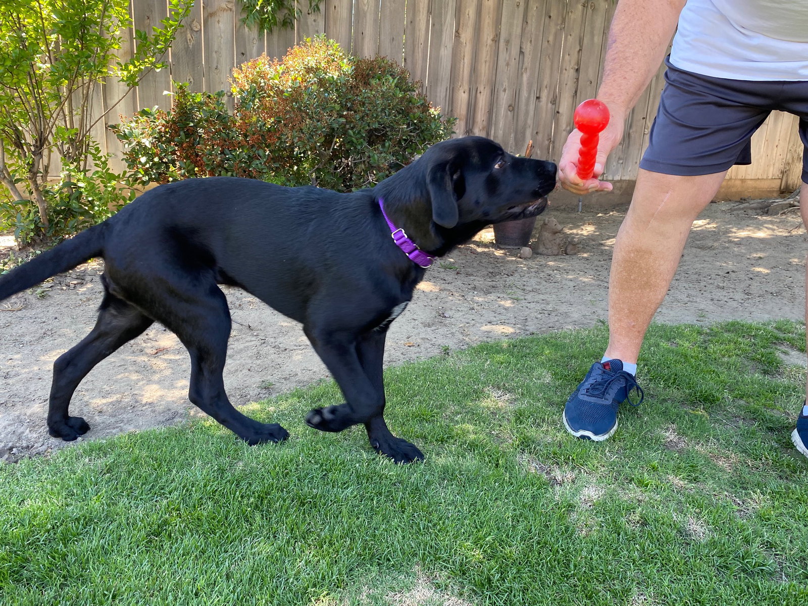 Dog for Adoption Bear, a Labrador Retriever in Chowchilla, CA Alpha Paw
