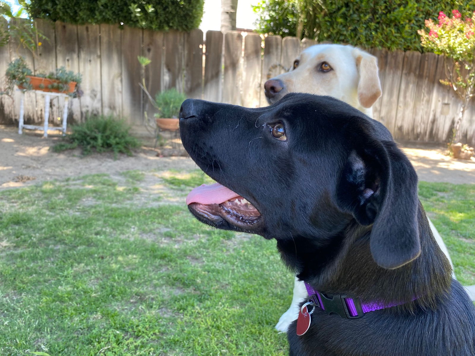 Dog for Adoption Bear, a Labrador Retriever in Chowchilla, CA Alpha Paw