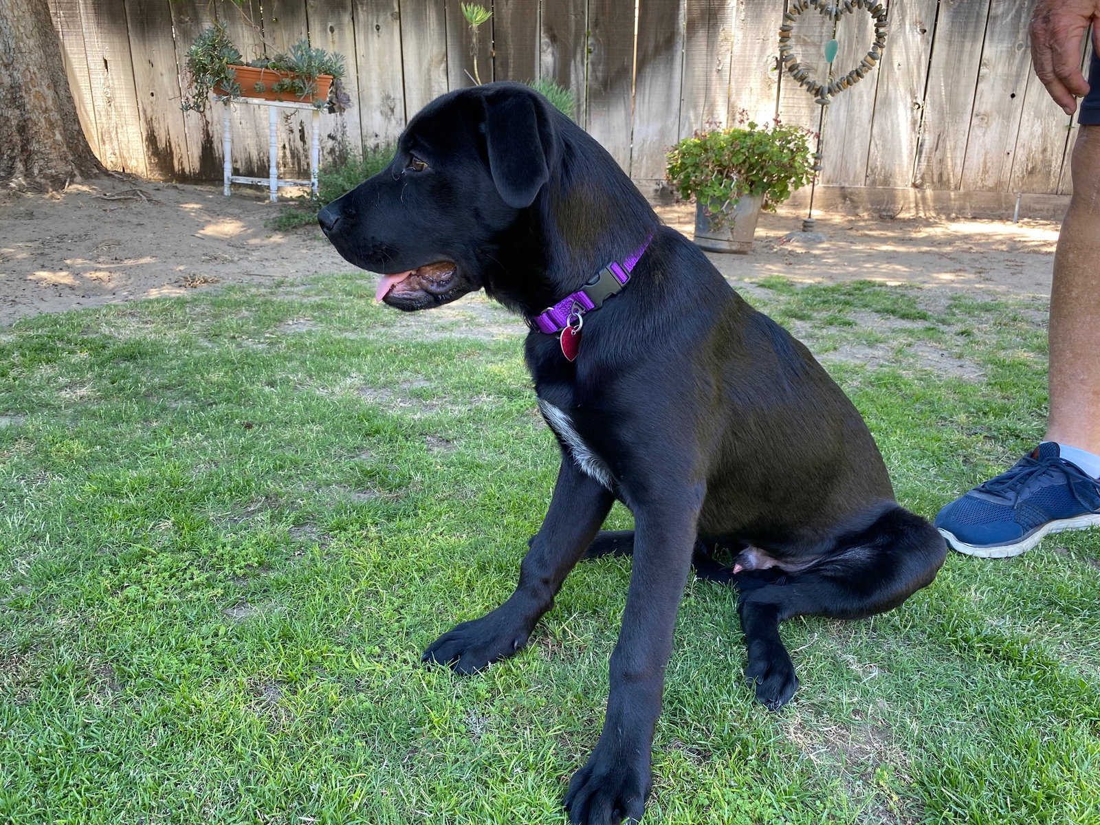 Dog for Adoption Bear, a Labrador Retriever in Chowchilla, CA Alpha Paw