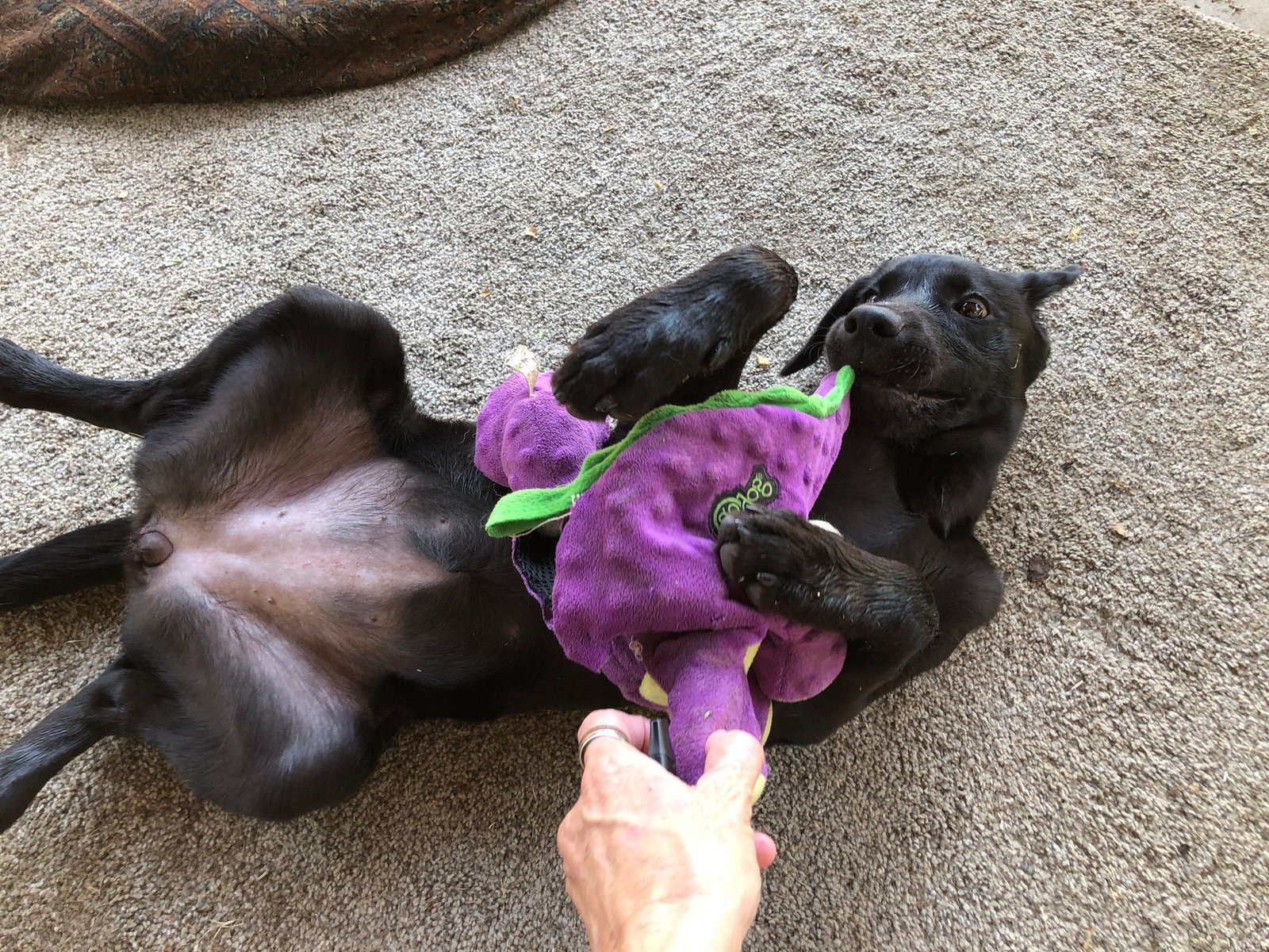 Addie