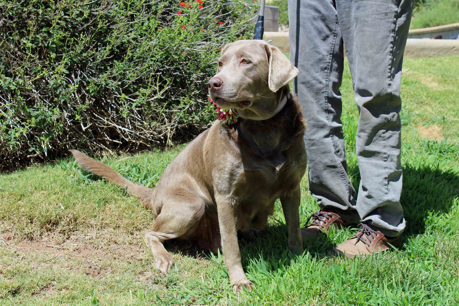 Clovis sales dog pound