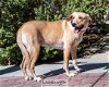 adoptable Dog in clovis, CA named Tollhouse Cookie