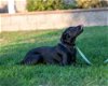 adoptable Dog in clovis, CA named Phoenix