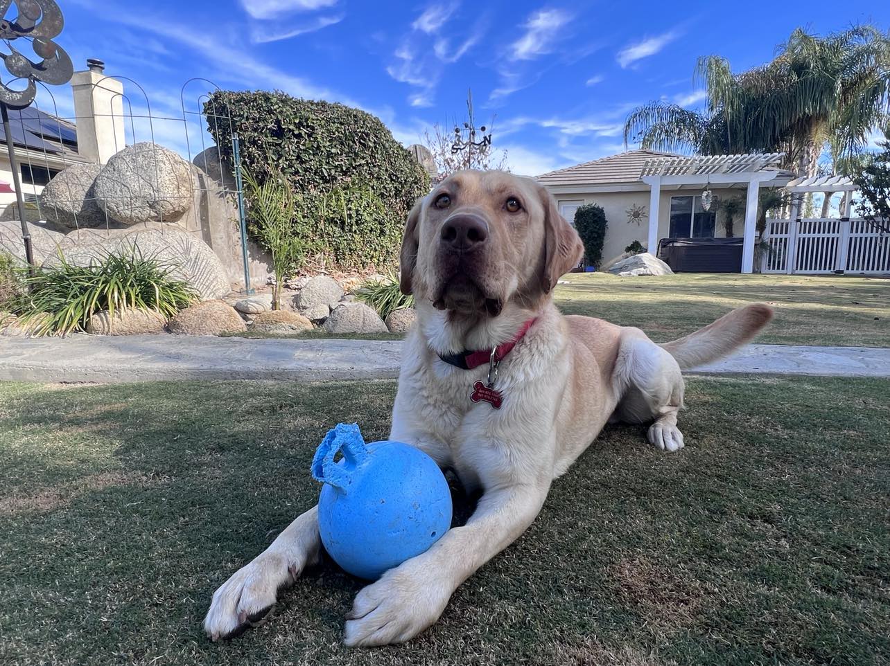 Dog for Adoption Ryder, a Labrador Retriever in Kingsburg, CA Alpha Paw